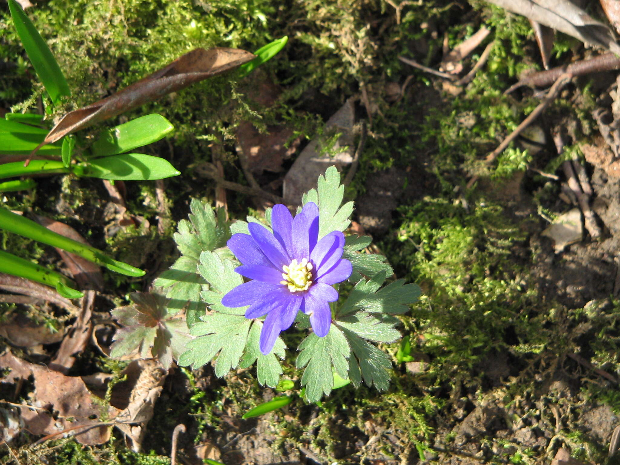 Image of Balkan Anemone