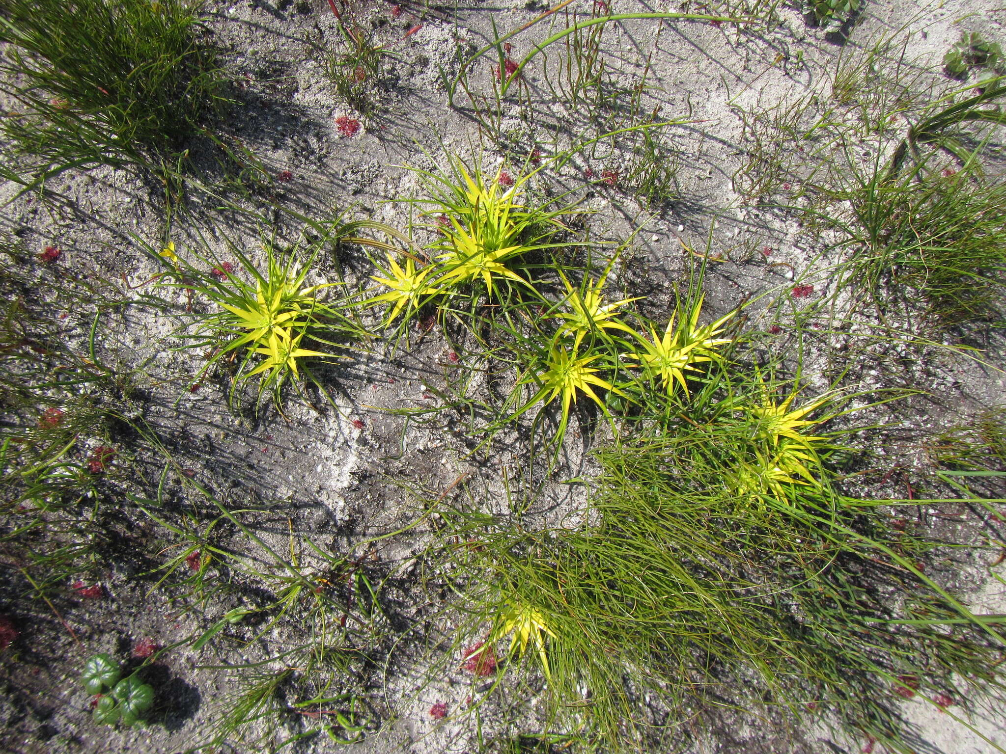 Ficinia radiata (L. fil.) Kunth的圖片