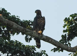 Image of Stephanoaetus Sclater & WL 1922