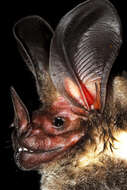 Image of White-throated Round-eared Bat