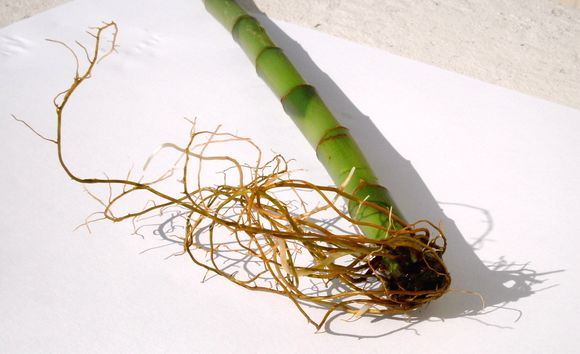 Image of <i>Dracaena braunii</i> Engl.