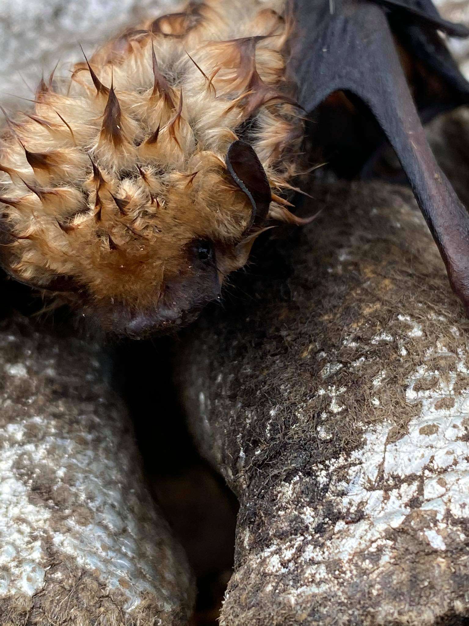 Image of Cinnamon Red Bat