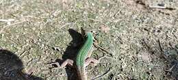 Image of Ibiza Wall Lizard