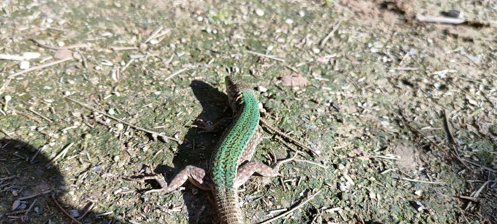 Image of Ibiza Wall Lizard