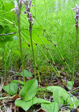 Plancia ëd Galearis rotundifolia f. lineata