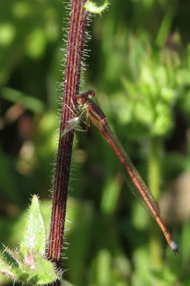 Image of Oxyagrion rubidum (Rambur 1842)