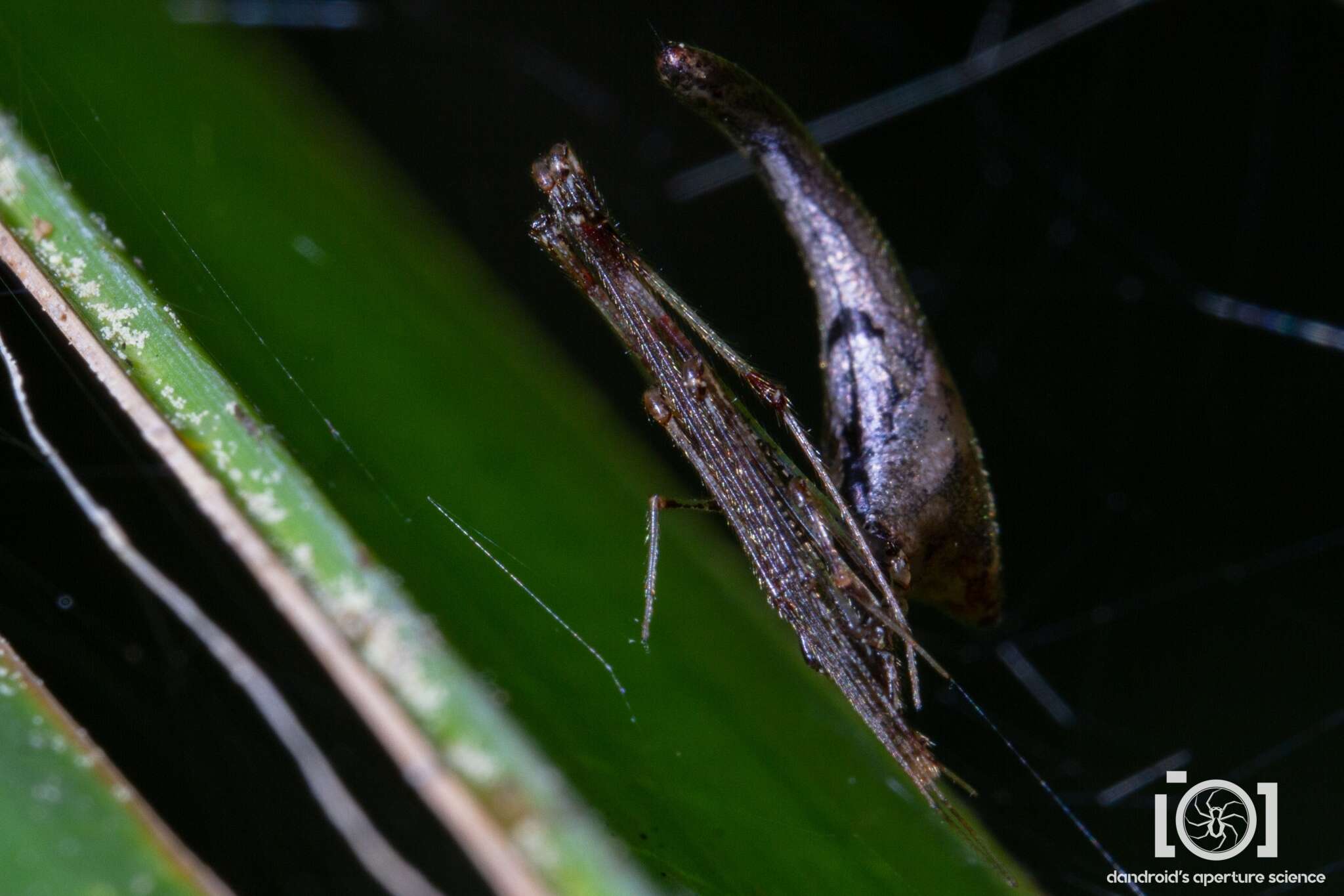 Image of Rhomphaea projiciens O. Pickard-Cambridge 1896