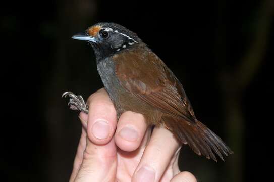 Image of White-necked Babbler