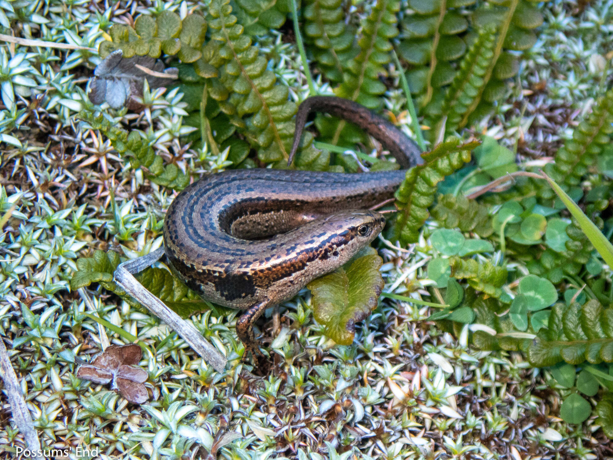 Image de Oligosoma inconspicuum (Patterson & Daugherty 1990)