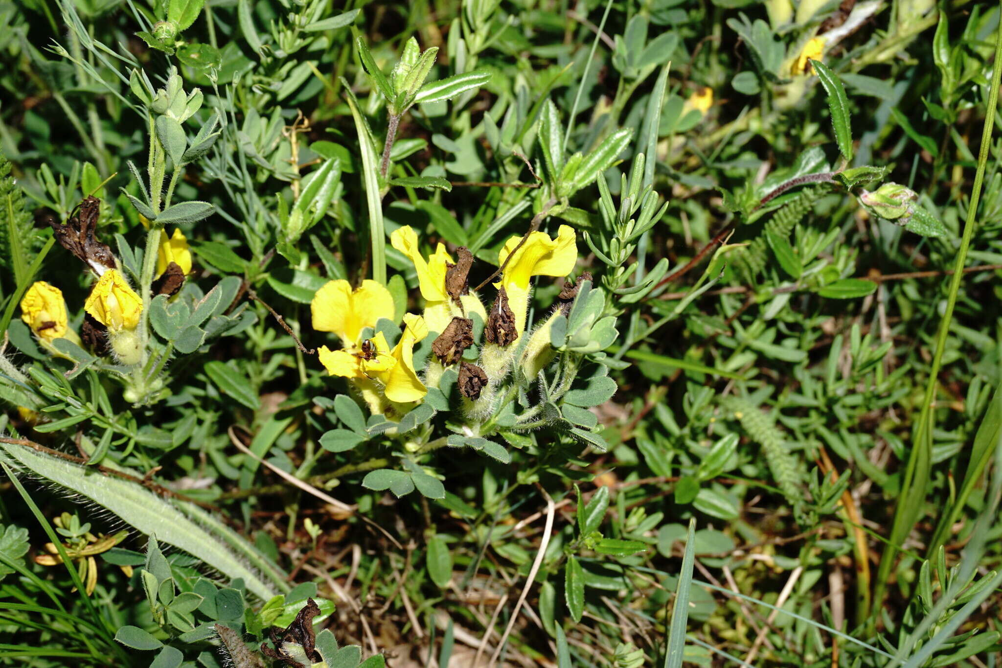 Слика од Cytisus hirsutus subsp. polytrichus (M. Bieb.) Hayek