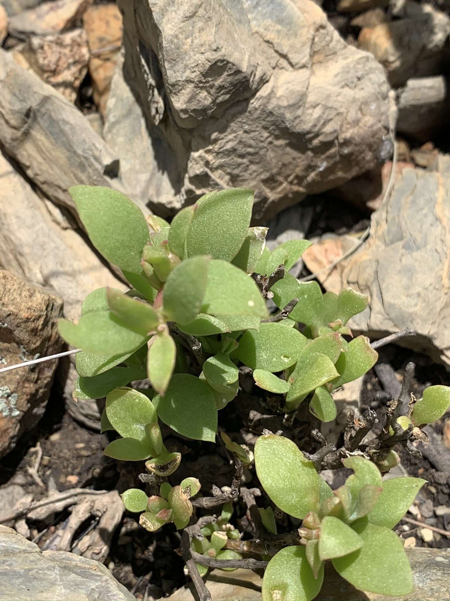 Imagem de Delosperma lebomboense (L. Bol.) Lavis