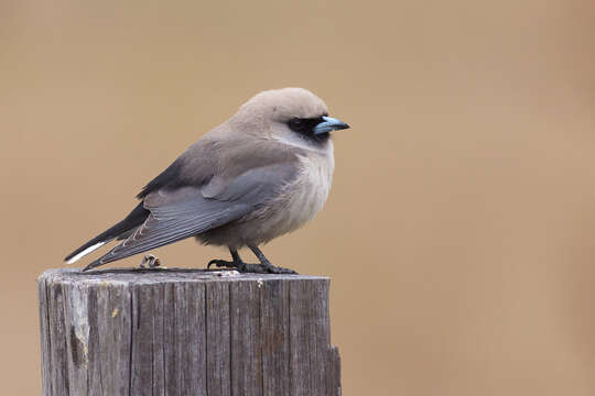 Image of Black-faced Woodswallow