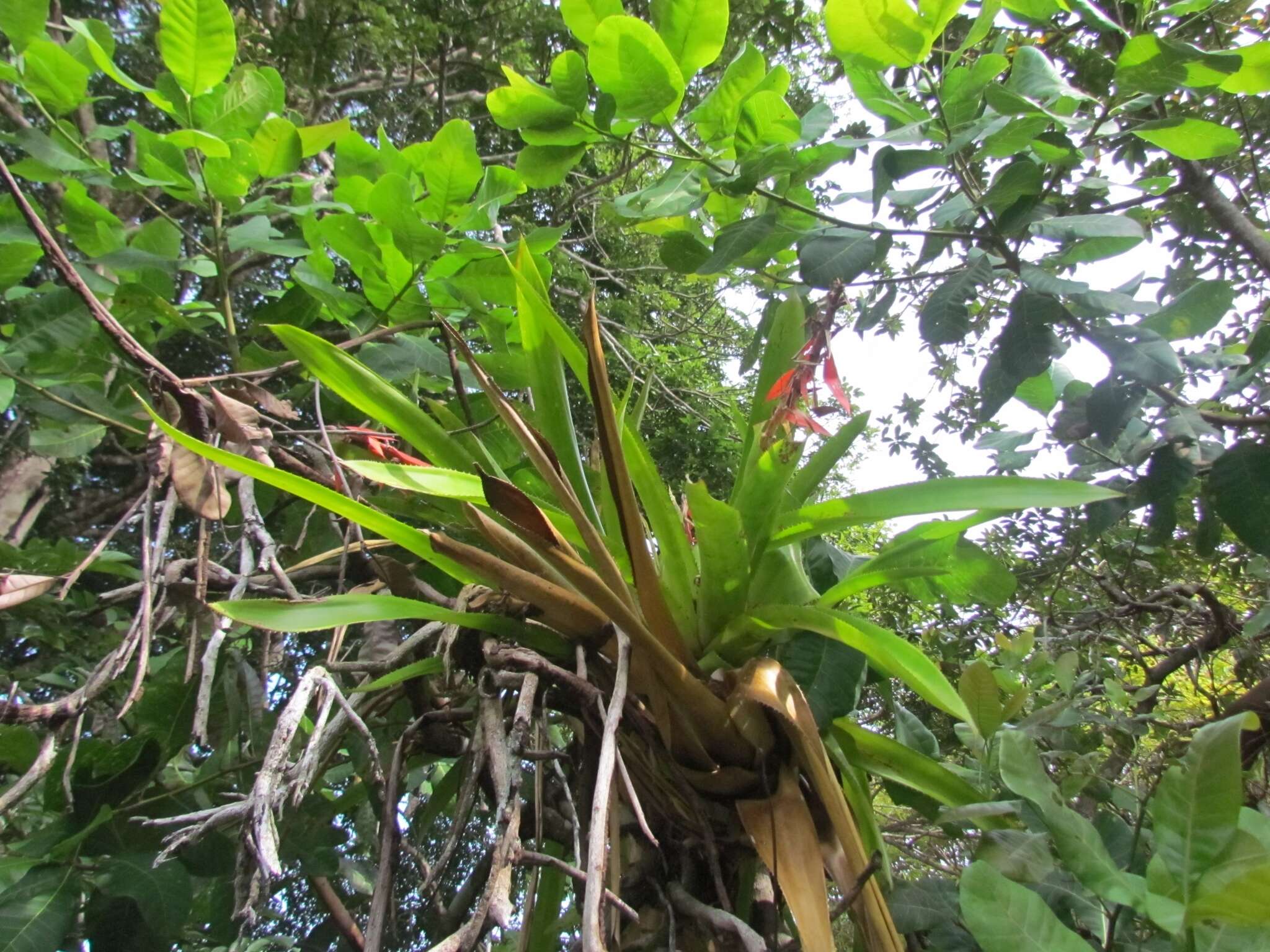 Image of Aechmea tillandsioides (Mart. ex Schult. & Schult. fil.) Baker