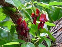 Image of Kennedia rubicunda Vent.