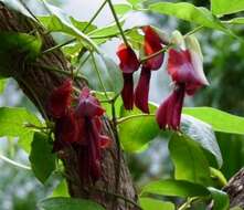 Image of Kennedia rubicunda Vent.