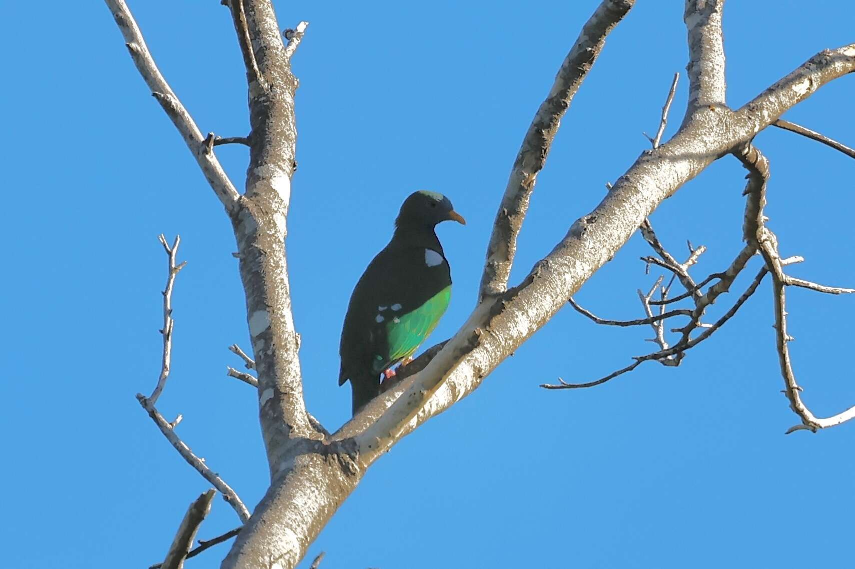 Image of Claret-breasted Fruit Dove