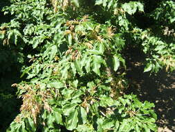 Image of Manna Ash