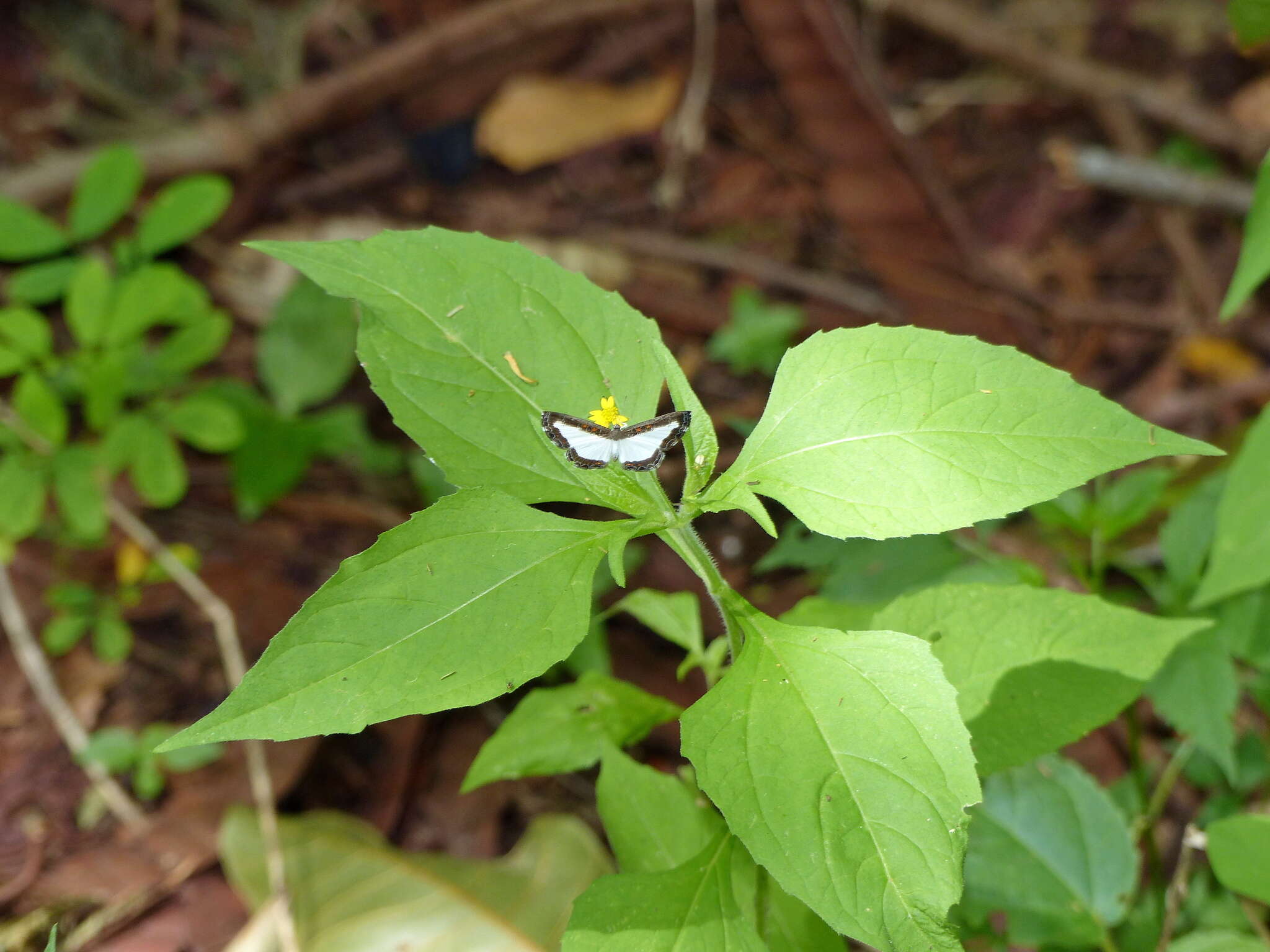 Image of Nymphidium lisimon attenuatum Stichel 1929