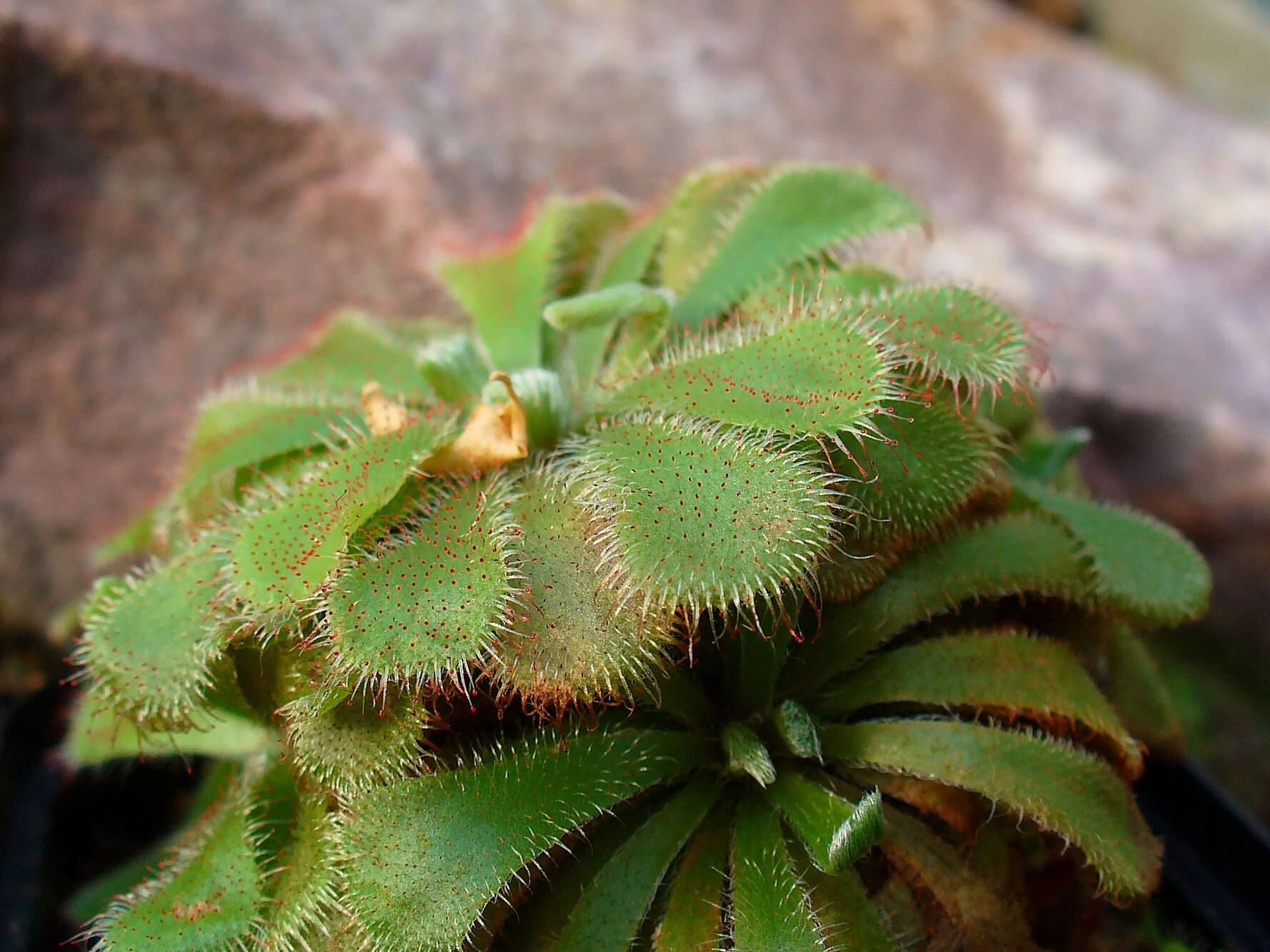 Image of Australian sundew