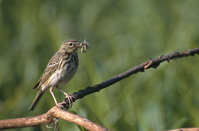 Image of Tree Pipit