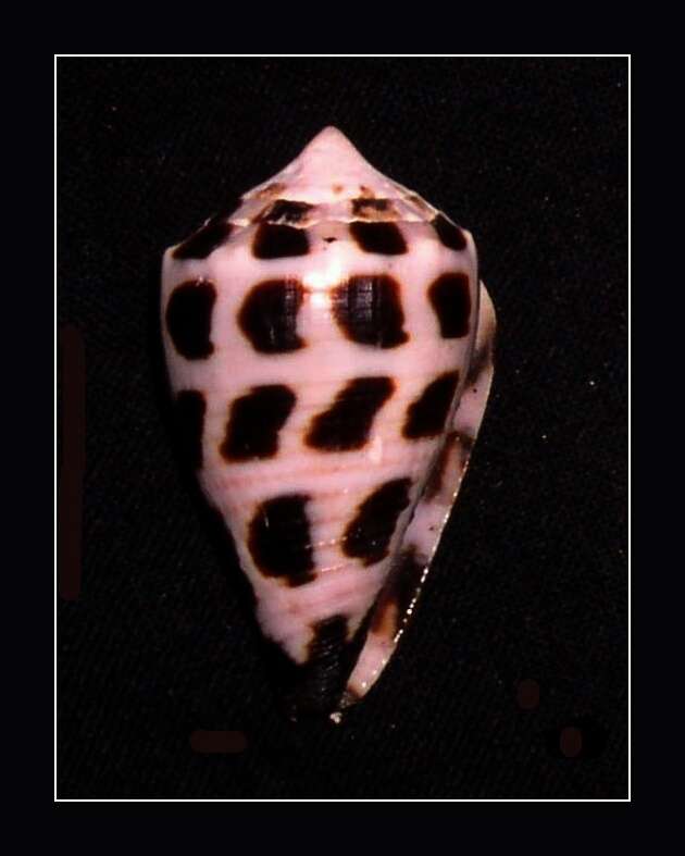 Image of Hebrew cone