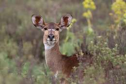 Image of Mountain nyala