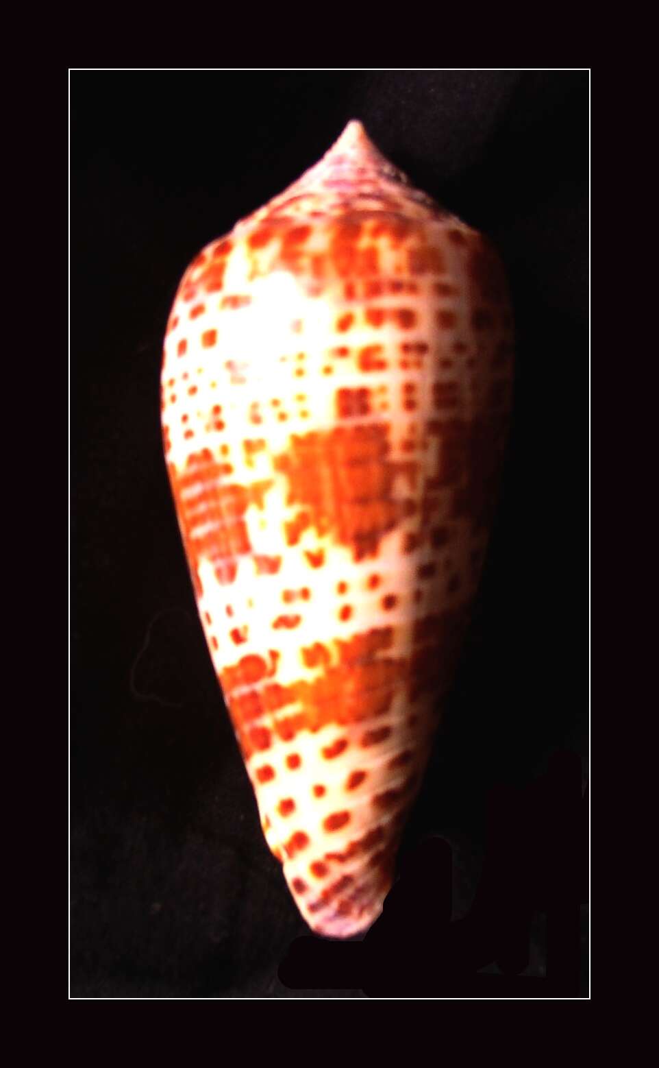 Image of Conus lynceus G. B. Sowerby II 1858