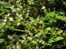 Plancia ëd Galium bungei var. trachyspermum (A. Gray) Cufod.