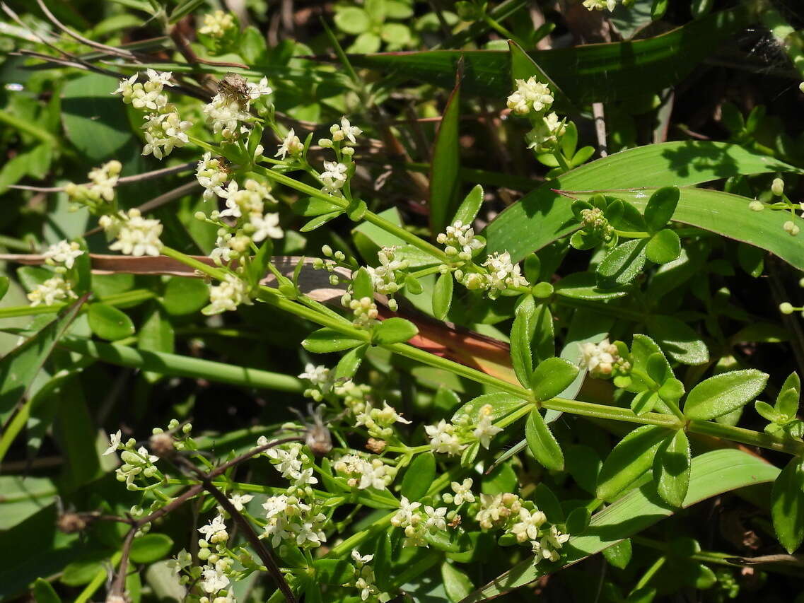 Plancia ëd Galium bungei var. trachyspermum (A. Gray) Cufod.