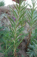 Imagem de Vernonia marginata (Torr.) Rafin.