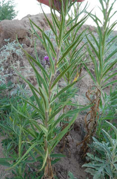 Image of Plains Ironweed