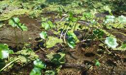 Image of floating marshpennywort