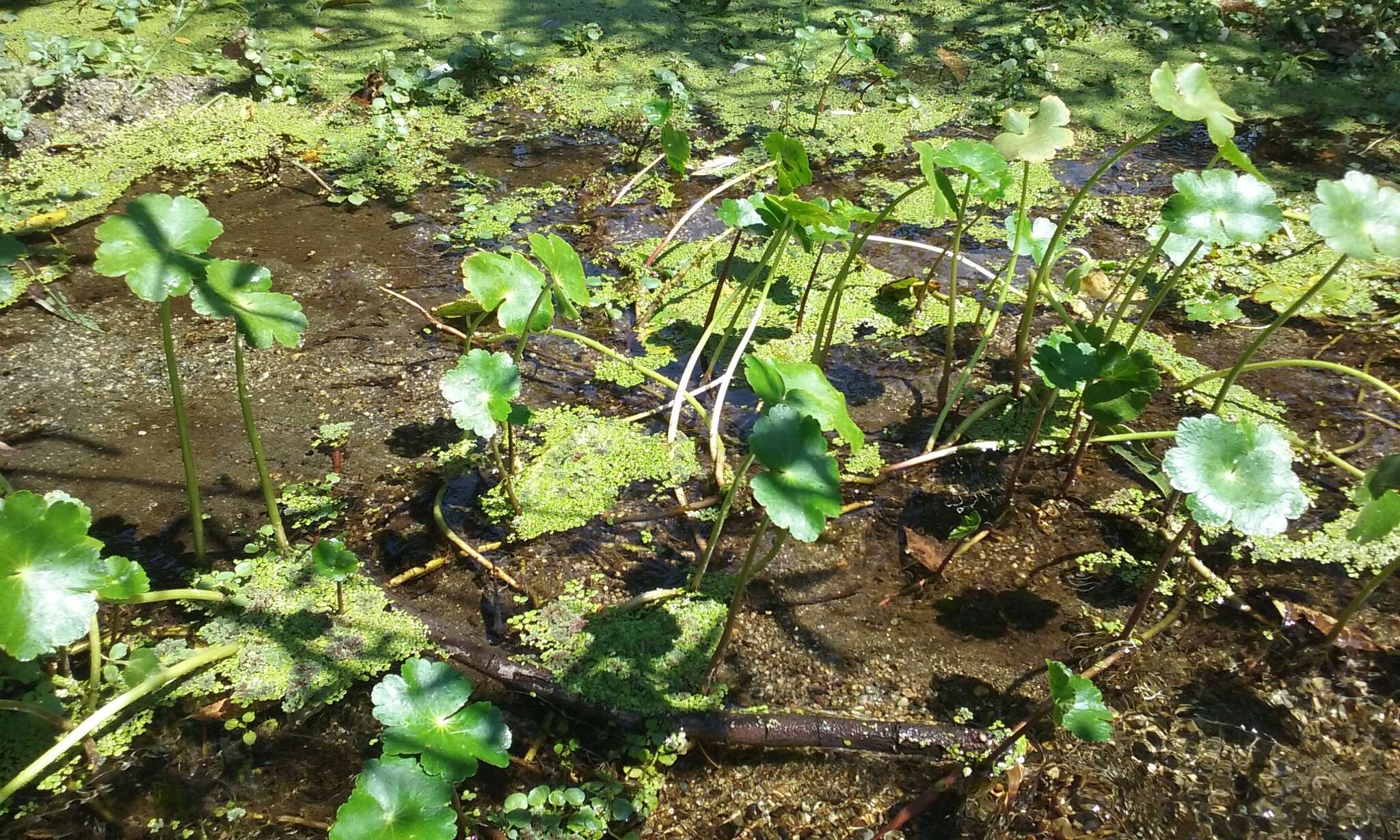 Image of floating marshpennywort