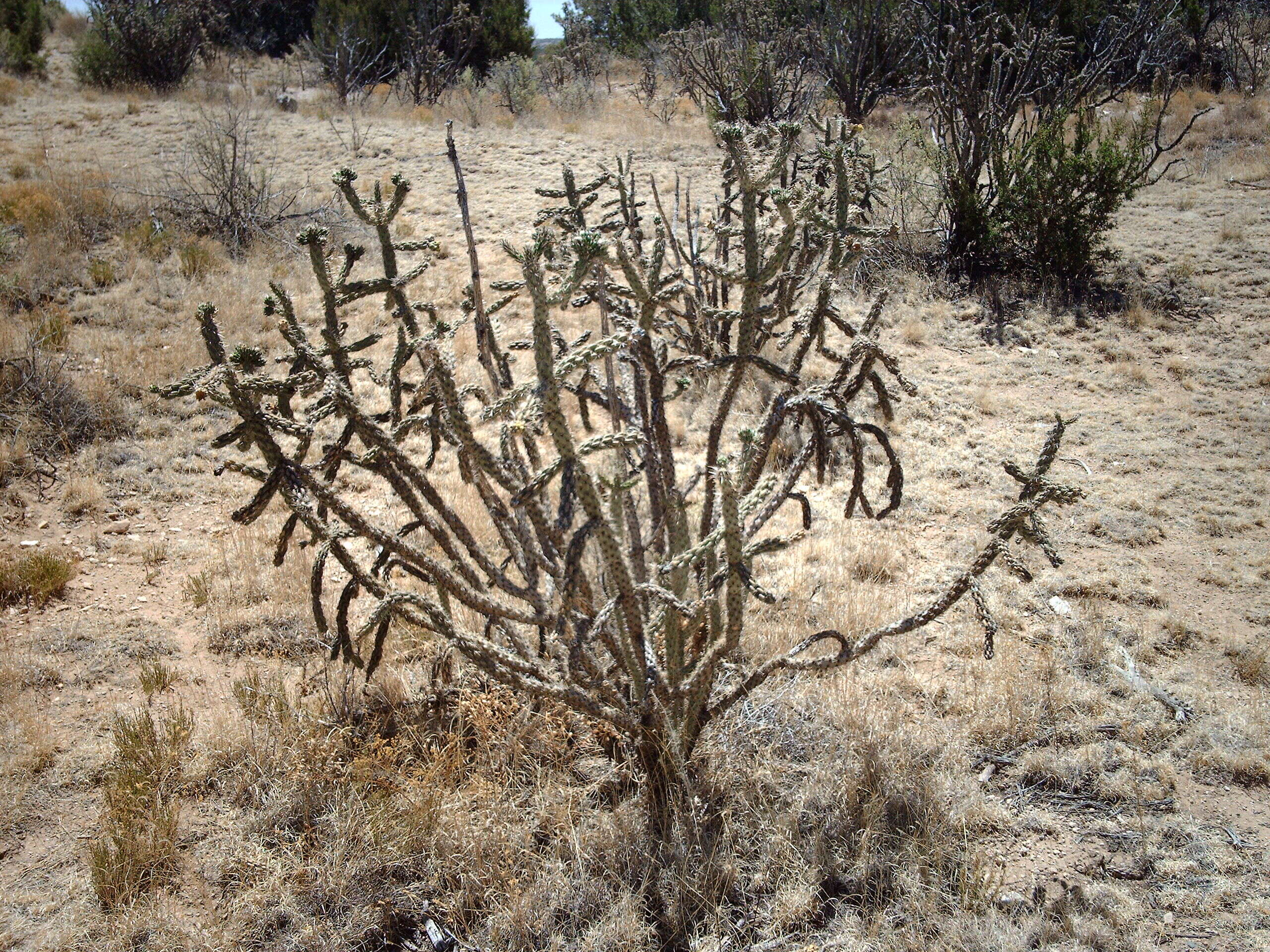 Image de Cylindropuntia imbricata (Haw.) F. M. Knuth