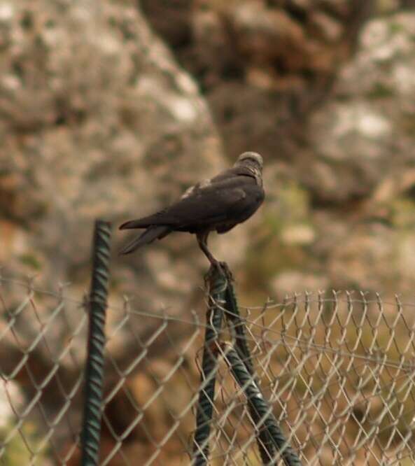 Corvus monedula soemmerringii resmi