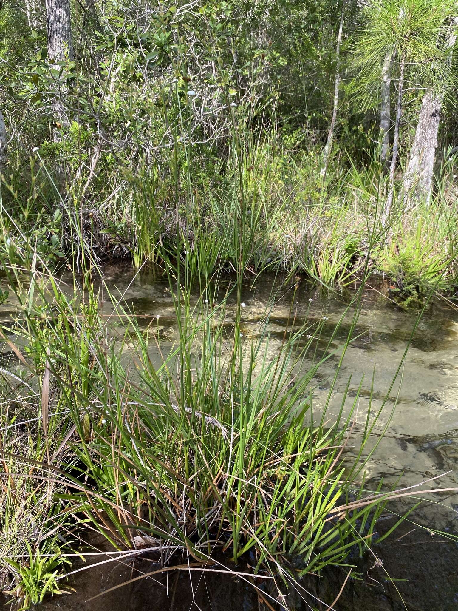 Image of Juncus polycephalus Michx.