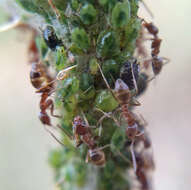 Слика од Brachycaudus (Prunaphis) cardui (Linnaeus 1758)