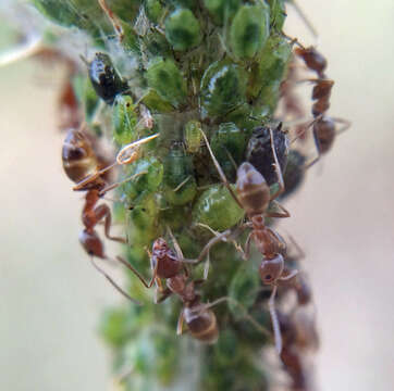 Слика од Brachycaudus (Prunaphis) cardui (Linnaeus 1758)