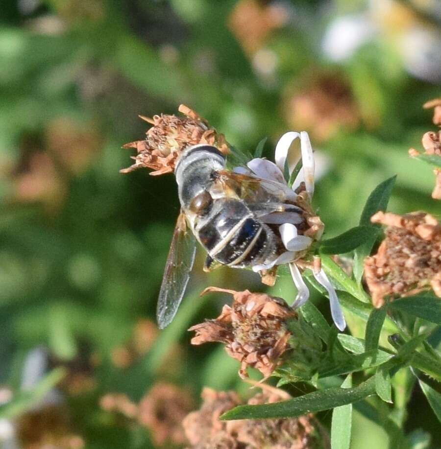 Image of Yellow-shouldered Drone Fly