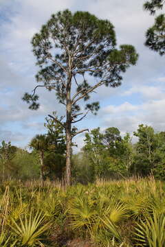 Image of Slash Pine