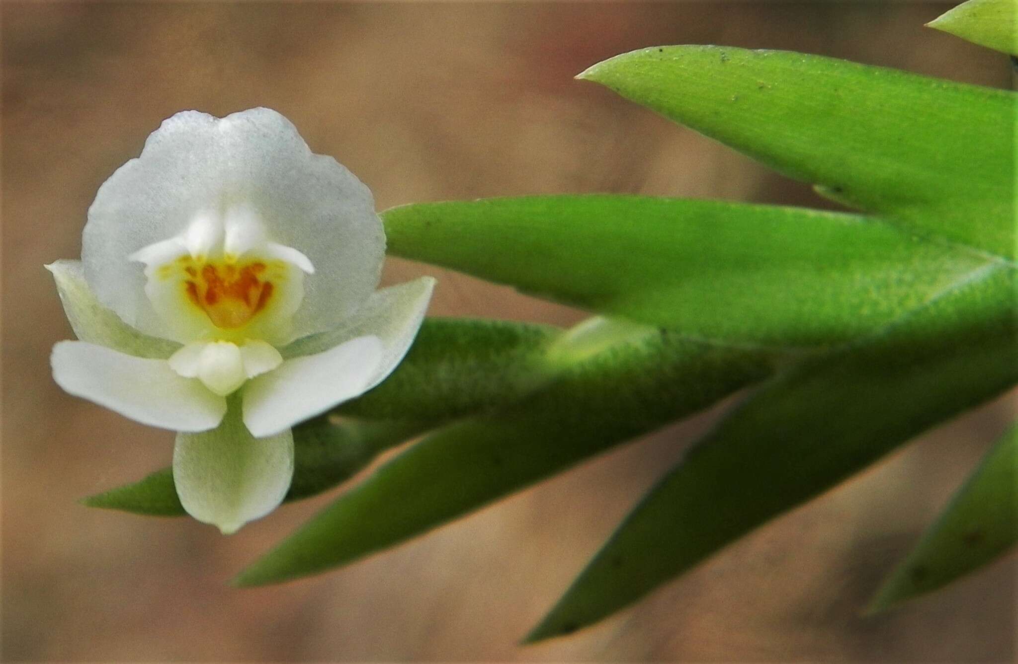 Image of Lockhartia hercodonta Rchb. fil. ex Kraenzl.