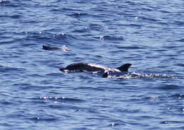 Image of Blue-white Dolphin