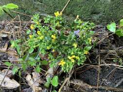 Kalanchoe deficiens (Forskål) Asch. & Schweinf. resmi