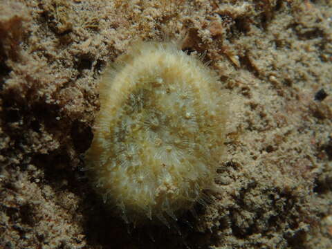 Image of wrinkle coral