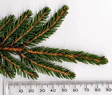 Image of Caucasian Spruce