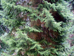 Image of Caucasian Spruce