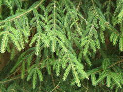 Image of Caucasian Spruce