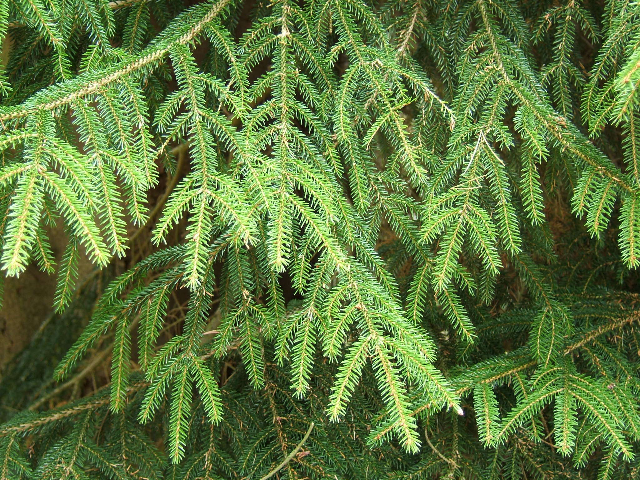 Image of Caucasian Spruce