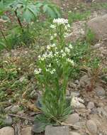 Image of Arabis stelleri DC.