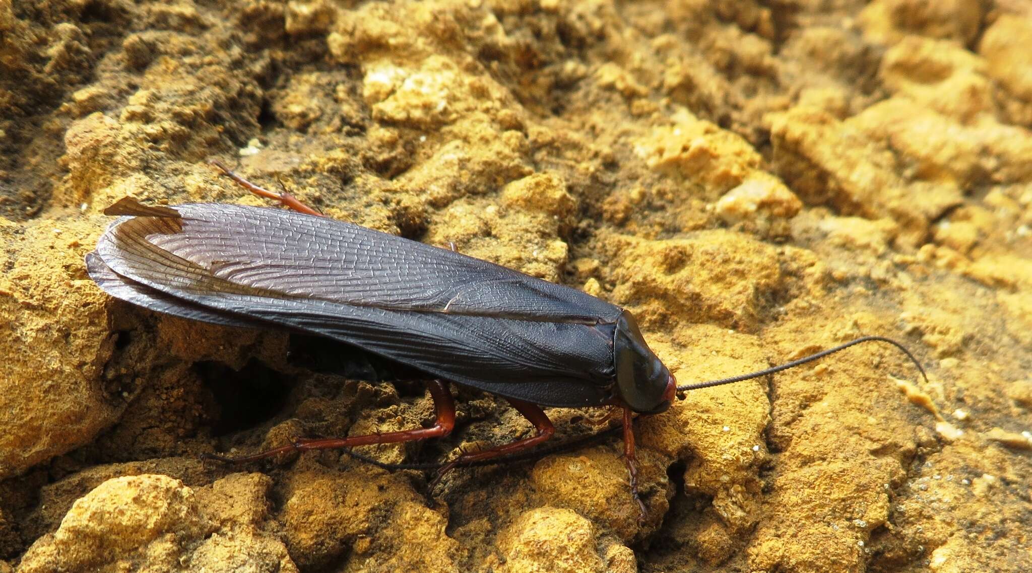 Image of Deropeltis erythrocephala (Fabricius 1781)